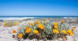 Namaqualand