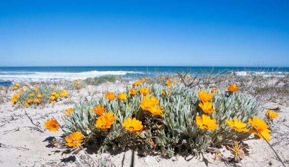 Namaqualand