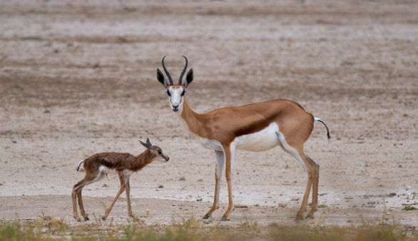 Springbock in Südafrika