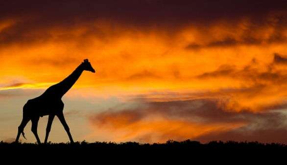 Giraffe in Südafrika Giraffe in Südafrika