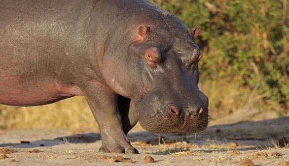 Nilpferd in Südafrika Nilpferd in Südafrika