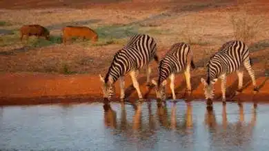 Safari in Südafrika