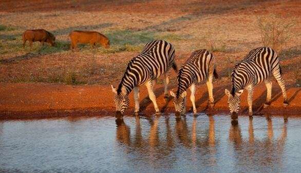 Safari in Südafrika