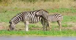 Zebras in Südafrika