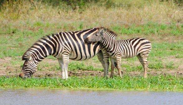 Zebras in Südafrika