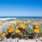 Namaqualand