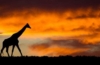 Giraffe in Südafrika