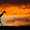 Giraffe in Südafrika