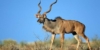 Antilope in Südafrika
