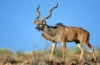 Antilope in Südafrika