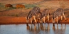 Kruger Nationalpark