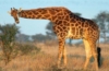 Giraffe in Südafrika