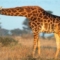 Giraffe in Südafrika